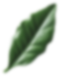 Blurred Leaf