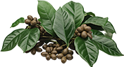 Coffee beans with leaves